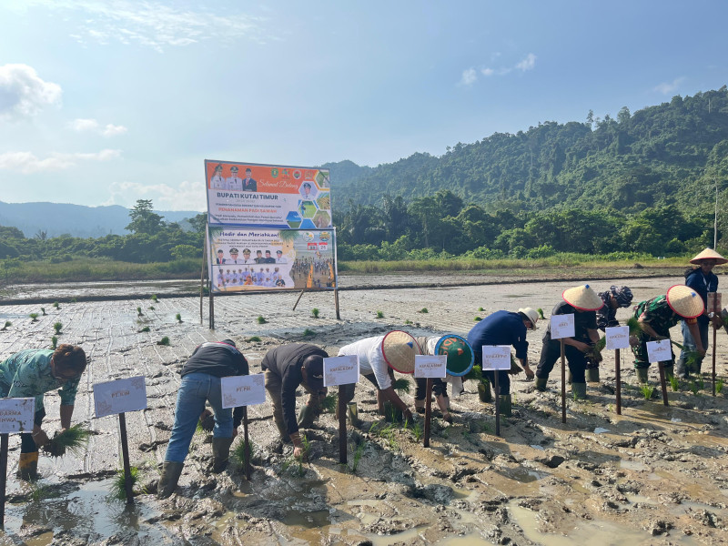 Pemerintah Desa Sekerat dan Kelompok Tani Tirta Jaya  Penanaman Padi Sawah  Dalam Rangka Festival Sekerat Nusantara IV Tahun 2025