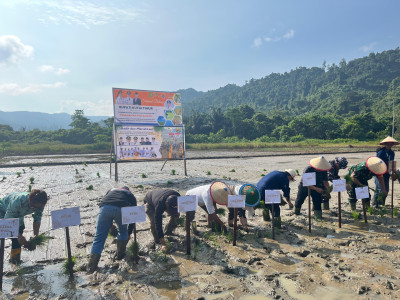 Pemerintah Desa Sekerat dan Kelompok Tani Tirta Jaya  Penanaman Padi Sawah  Dalam Rangka Festival Sekerat Nusantara IV Tahun 2025